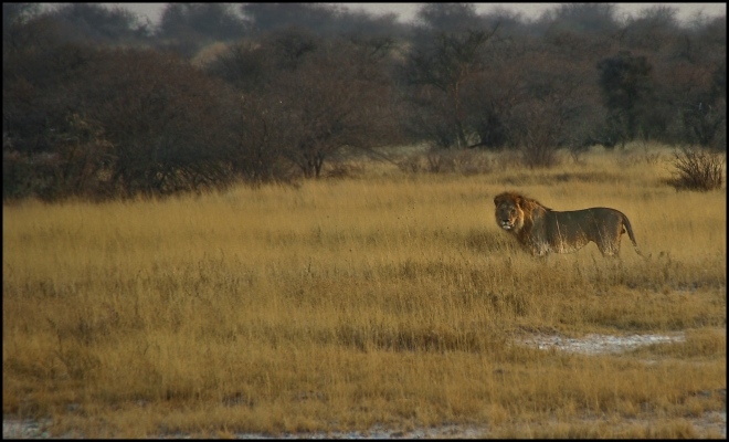 Etosha Nat Park - Namibia